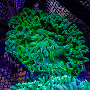 Acid Green Long Tentacle Anemone