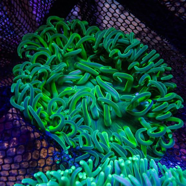 Acid Green Long Tentacle Anemone (🍀Special Deal!) | Corals Anonymous