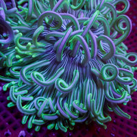 Emerald Peppermint Long Tentacle Anemone - Corals Anonymous
