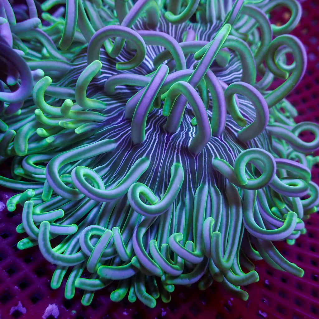 Emerald Peppermint Long Tentacle Anemone - Corals Anonymous
