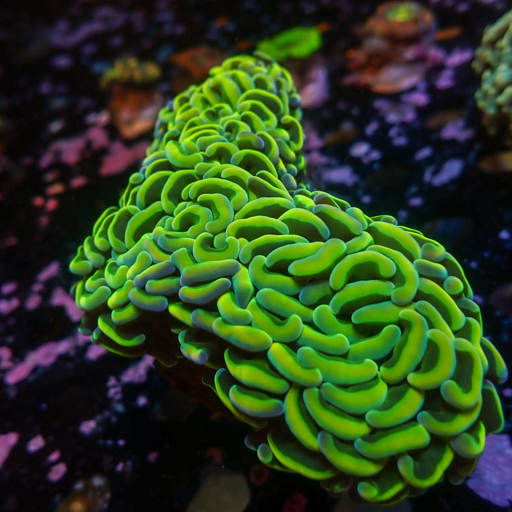 WYSIWYG Neon Green Wall Hammer (2-3") - Corals Anonymous