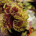 Rising Sun Feather Duster Fan Worm - Corals Anonymous