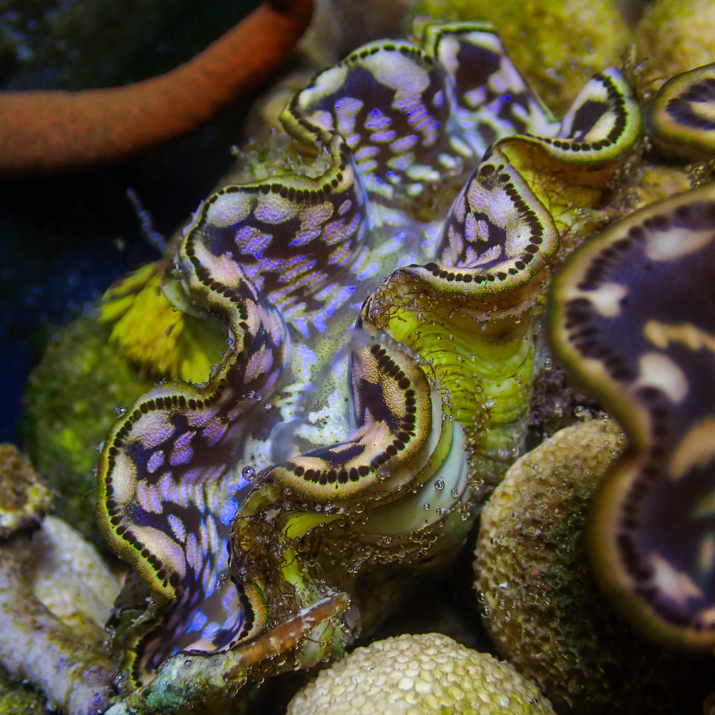 WYSIWYG Multicolor Blue Maxima Clam (1.5-2") - Corals Anonymous