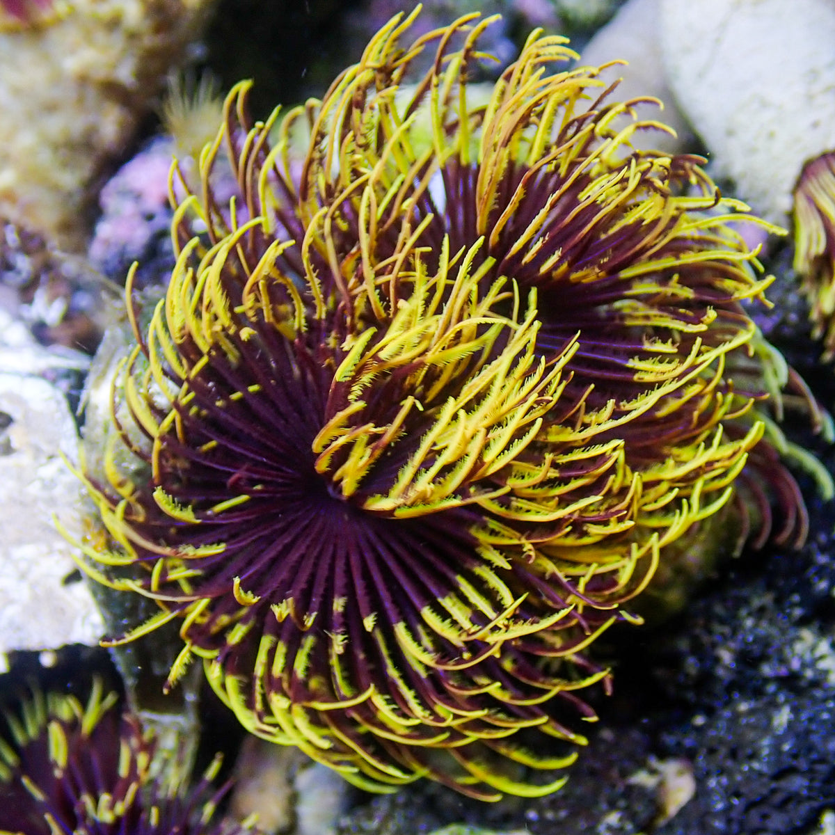 Rising Sun Feather Duster Fan Worm - Corals Anonymous