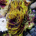 Rising Sun Feather Duster Fan Worm - Corals Anonymous
