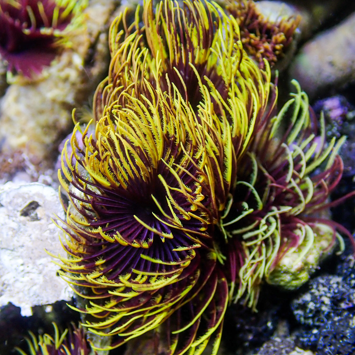 Rising Sun Feather Duster Fan Worm - Corals Anonymous