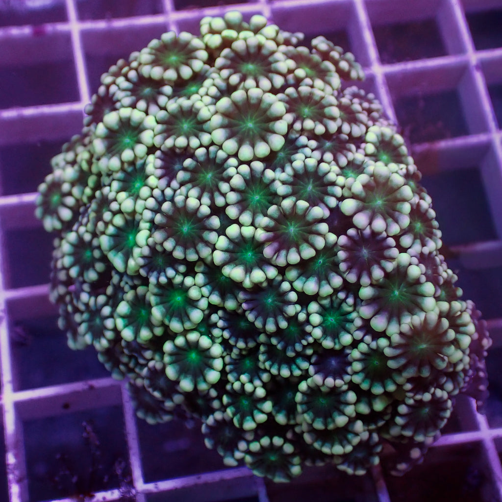 WYSIWYG Green Mouth Alveopora Colony (1-2") - Corals Anonymous