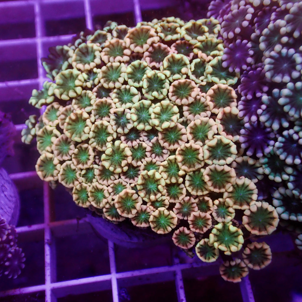 WYSIYG Aussie Rainbow Hippie Love Alveopora Colony (1-2") - Corals Anonymous