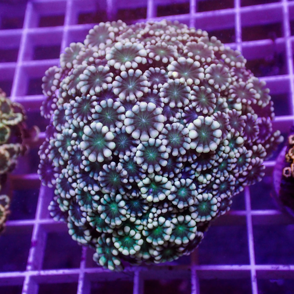 WYSIWYG Green Mouth Alveopora Colony (1-2") - Corals Anonymous