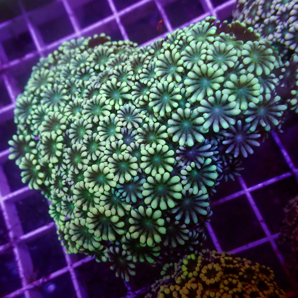 WYSIWYG Green Mouth Alveopora Colony (1-2") - Corals Anonymous