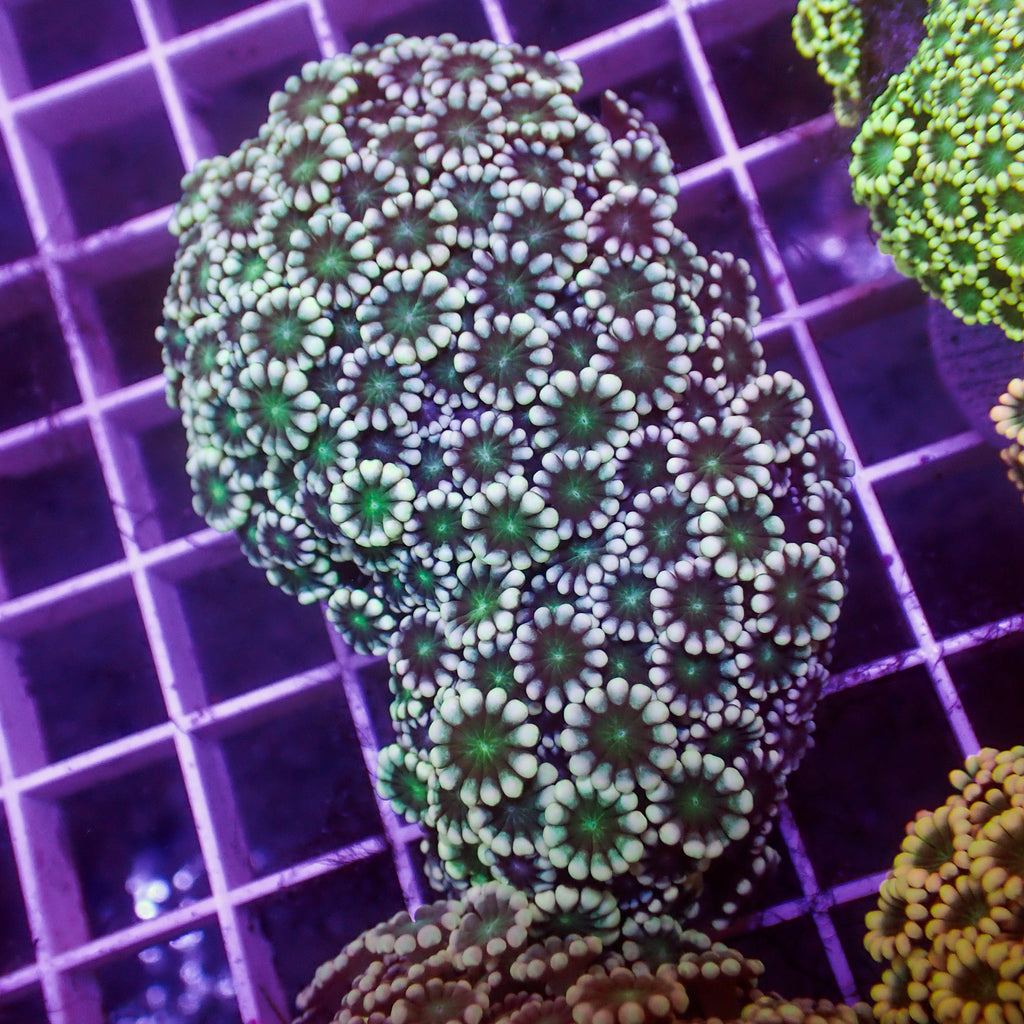 WYSIWYG Green Mouth Alveopora Colony (1-2") - Corals Anonymous