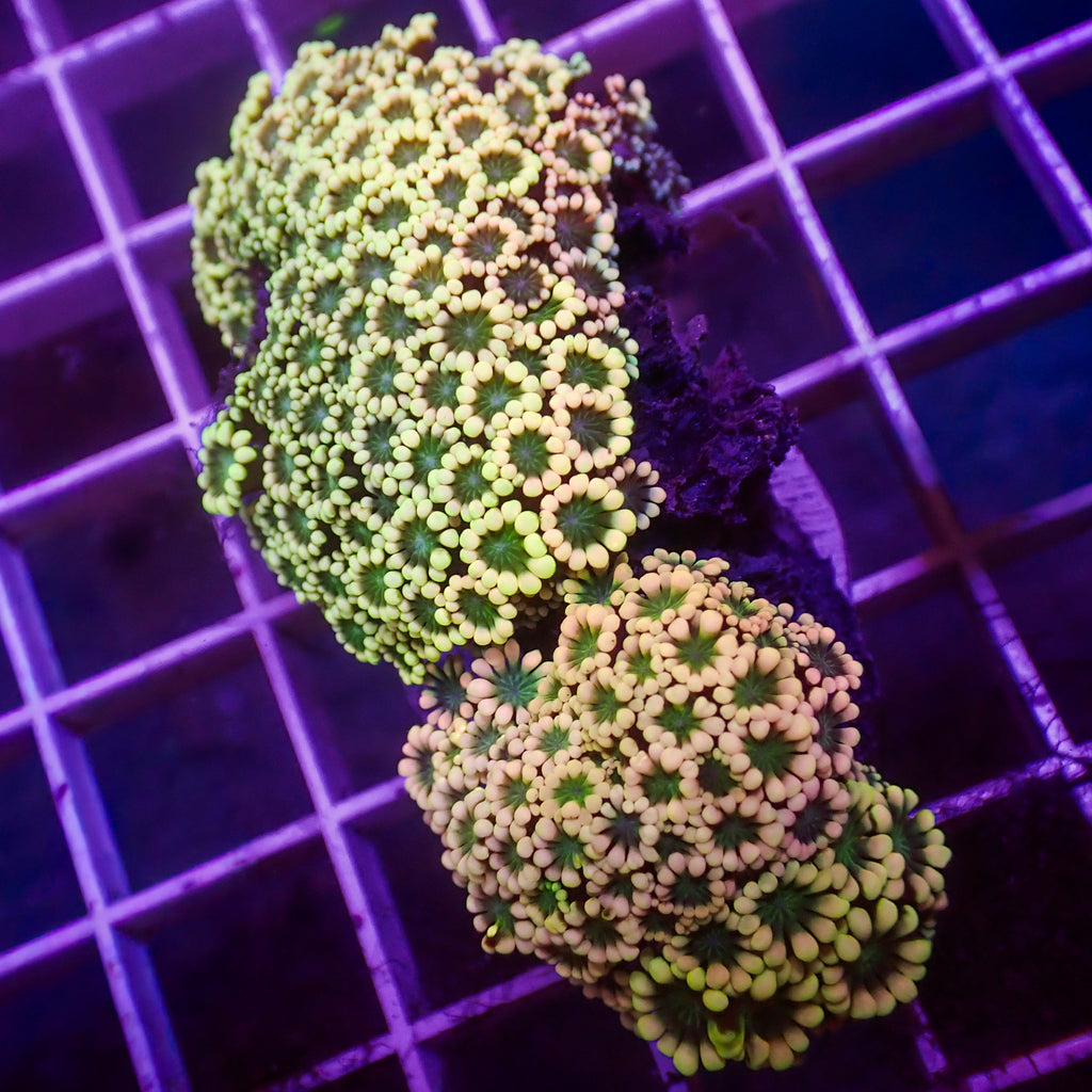 WYSIYG Aussie Rainbow Hippie Love Alveopora Colony (1-2") - Corals Anonymous