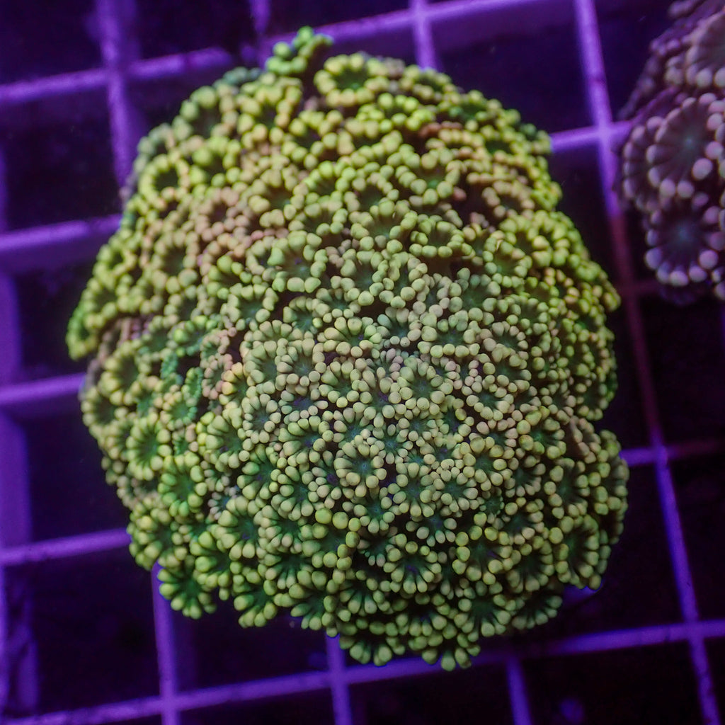 WYSIYG Aussie Rainbow Hippie Love Alveopora Colony (1-2") - Corals Anonymous