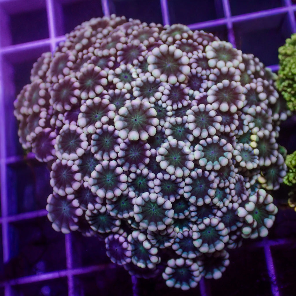 WYSIWYG Green Mouth Alveopora Colony (1-2") - Corals Anonymous