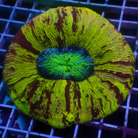 WYSIWYG Ultra Rainbow Spartacus Wellso (4-5") - Corals Anonymous
