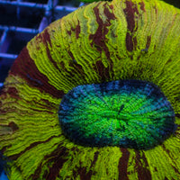 WYSIWYG Ultra Rainbow Spartacus Wellso (4-5") - Corals Anonymous
