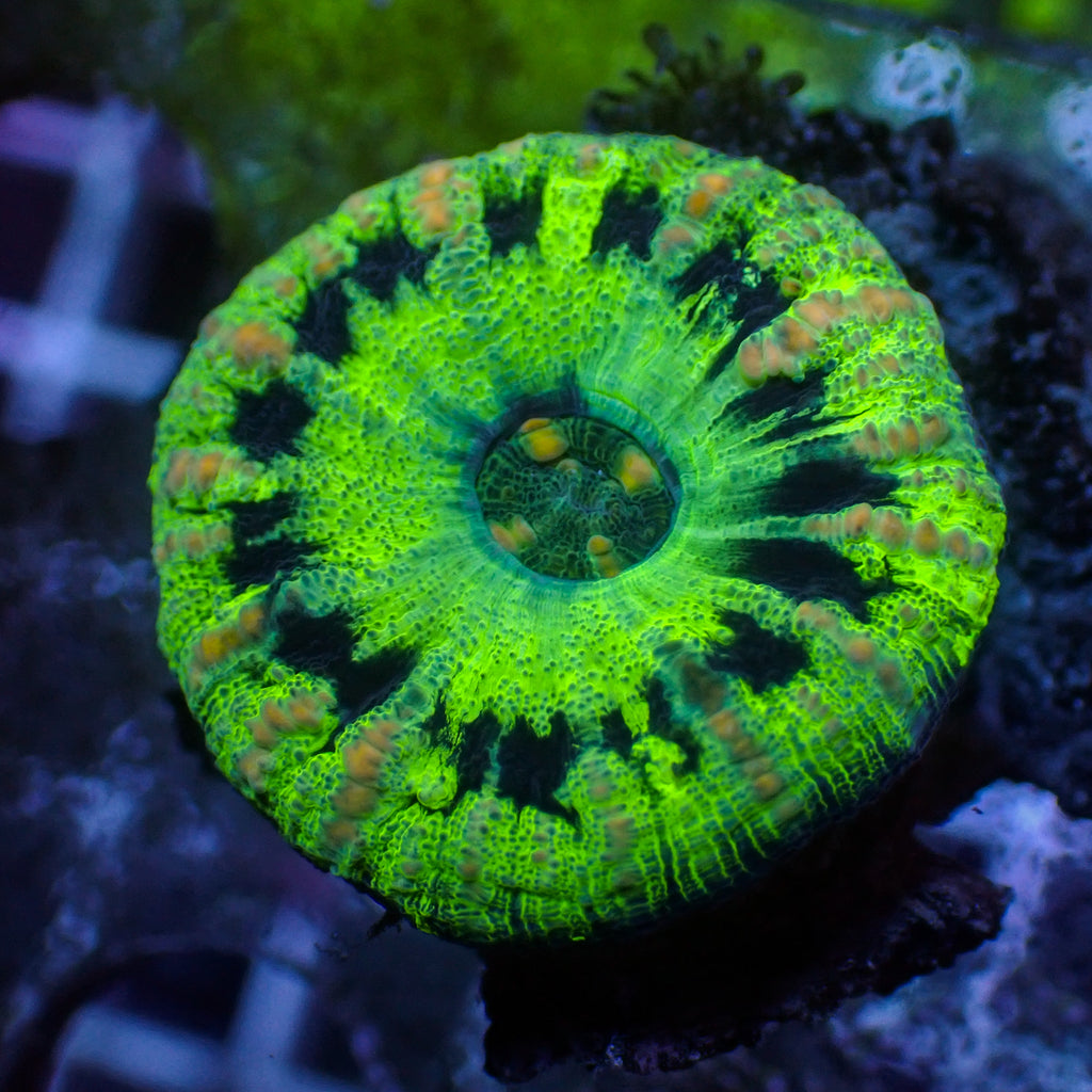WYSIWYG Ultra Aussie UFO Button Scoly (0.5-1") - Corals Anonymous