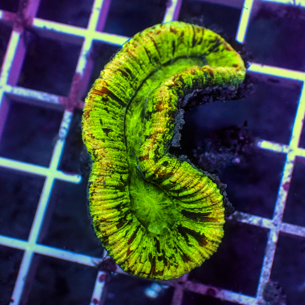 WYSIWYG Multicolor Yellow Ring Mini Trachy (1-2") - Corals Anonymous