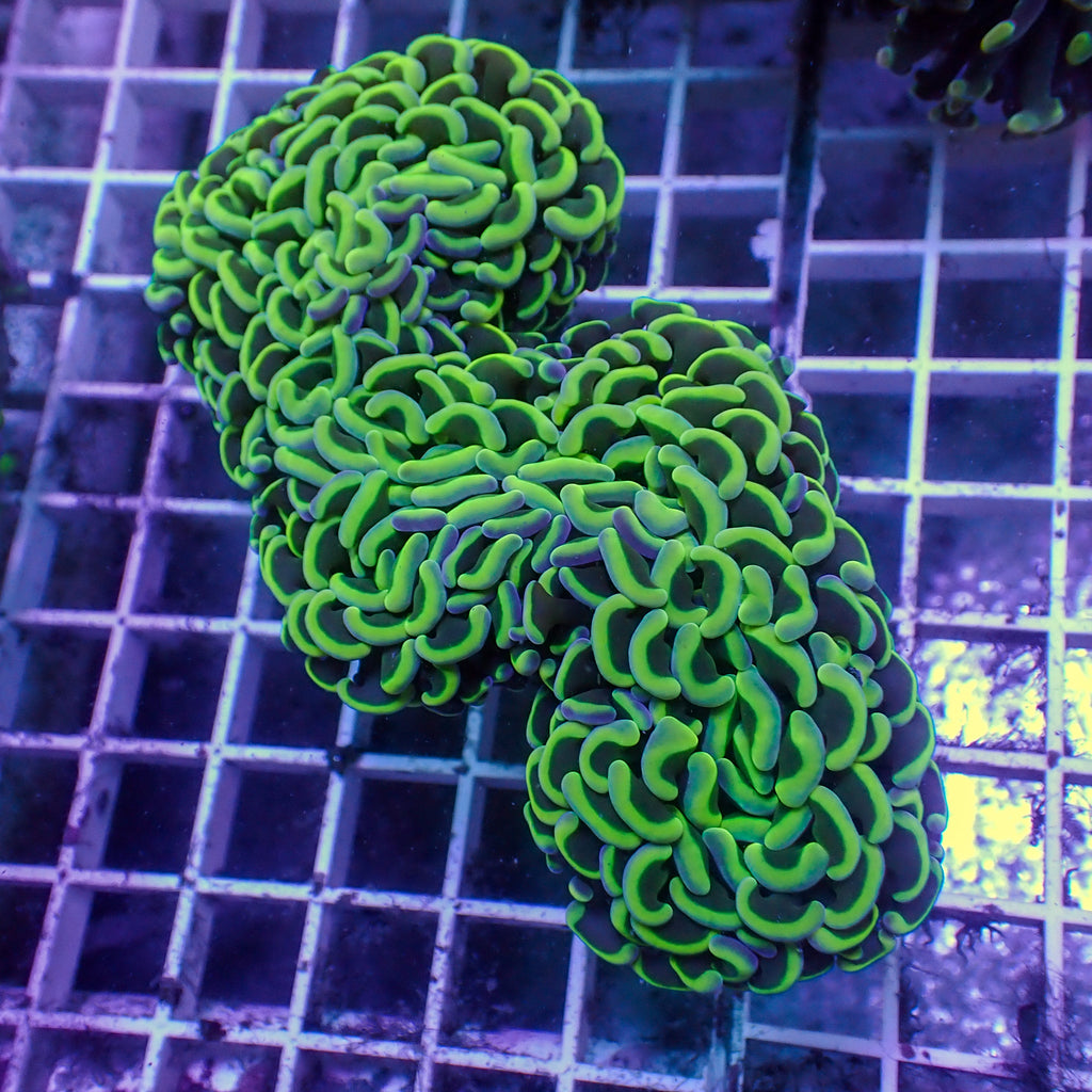WYSIWYG Neon Green Wall Hammer (3-4") - Corals Anonymous