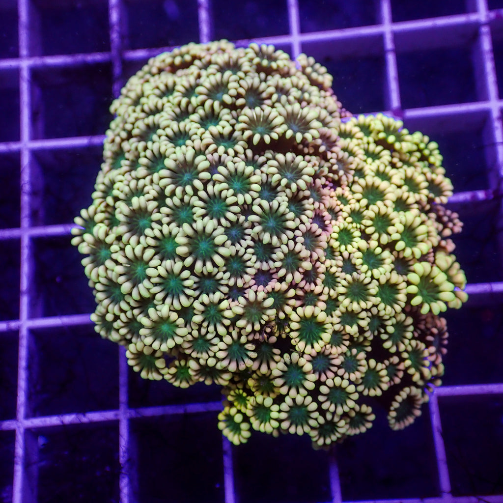 WYSIYG Aussie Rainbow Hippie Love Alveopora Colony (1-2") - Corals Anonymous