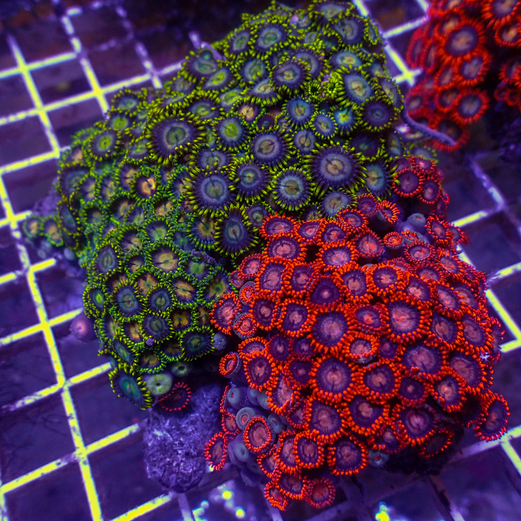 WYSIWYG Rainbow Zoa Combo Colony - Corals Anonymous