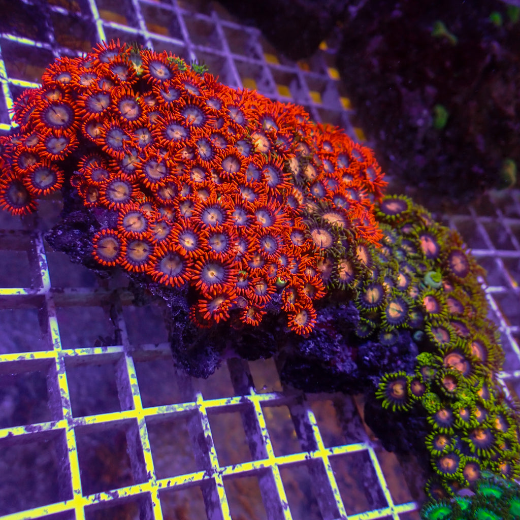 WYSIWYG XL Rainbow Zoa Combo Colony (5-6") - Corals Anonymous