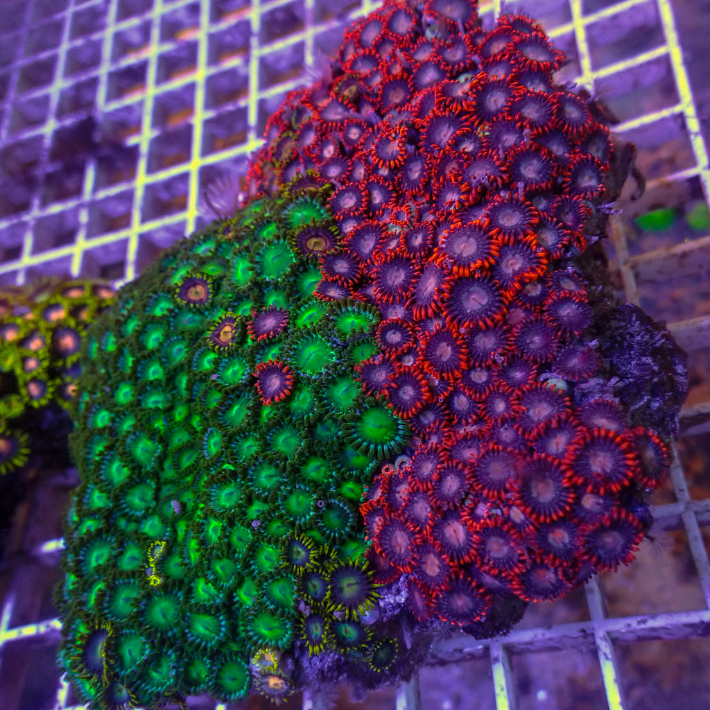 WYSIWYG XL Rainbow Zoa Combo Colony (5-6") - Corals Anonymous