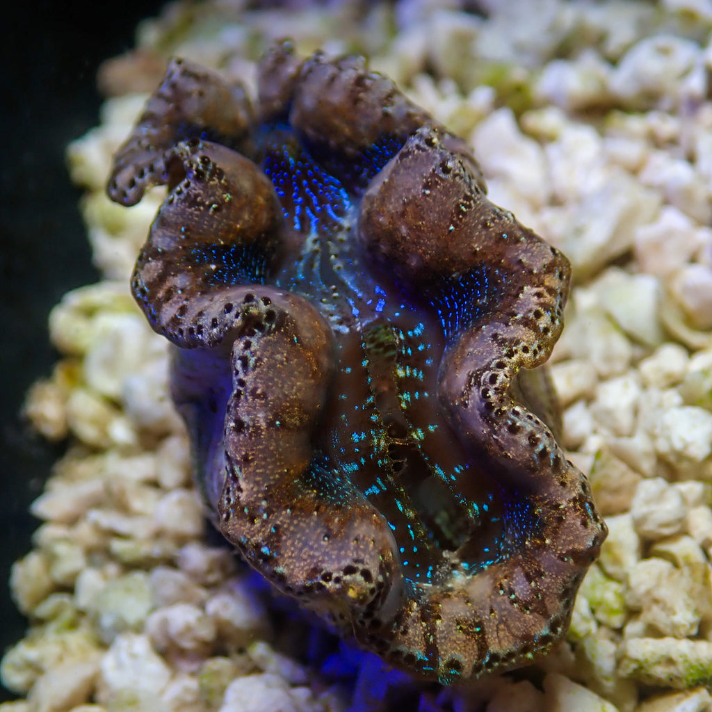 WYSIWYG Multicolor Blue Crocea Clam - Corals Anonymous