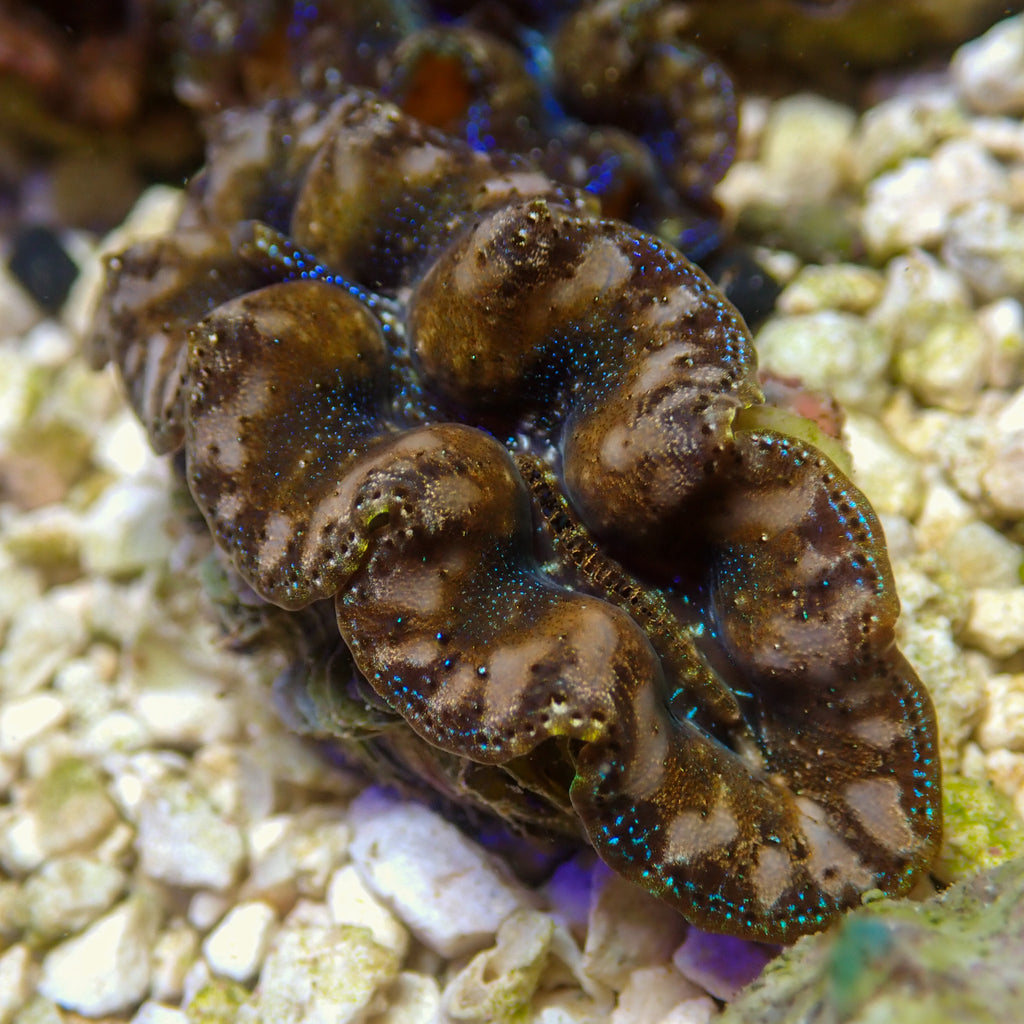 WYSIWYG Multicolor Blue Crocea Clam - Corals Anonymous