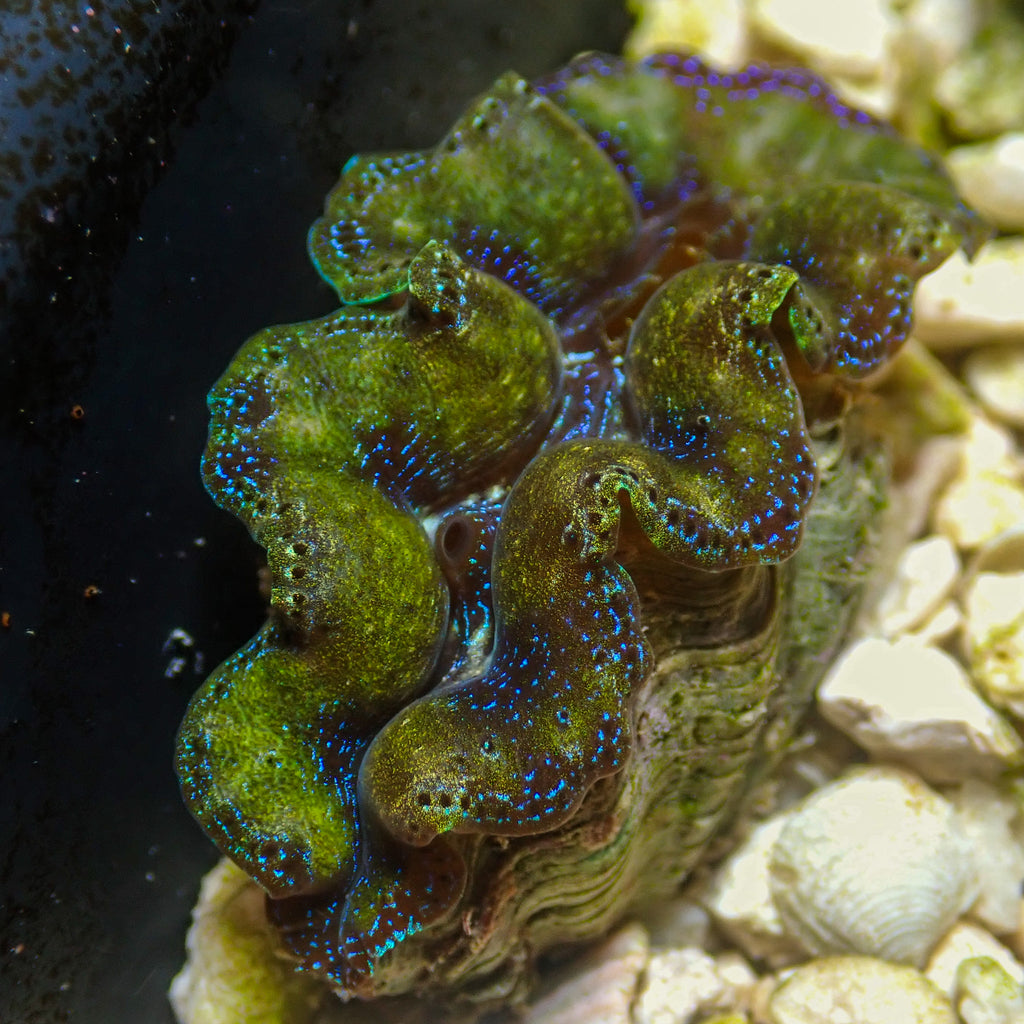 WYSIWYG Multicolor Blue Crocea Clam - Corals Anonymous