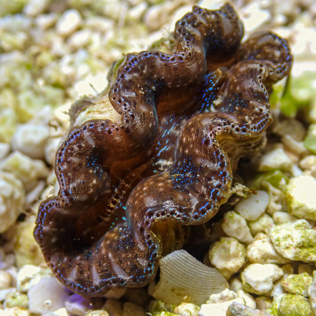WYSIWYG Multicolor Blue Crocea Clam - Corals Anonymous