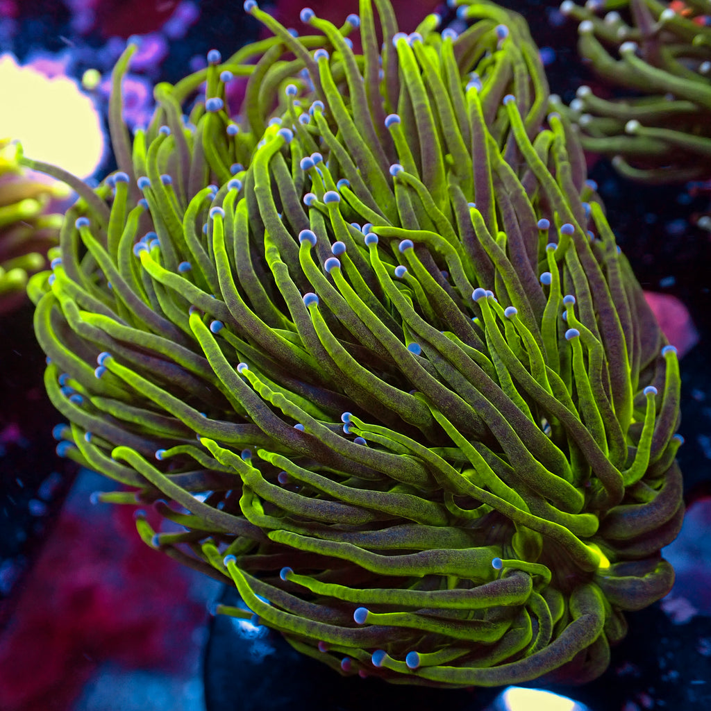 WYSIWYG Blue Tip Green Torch Colony (4 Polyps) - Corals Anonymous