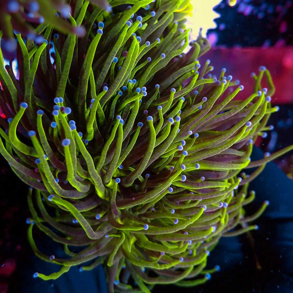 WYSIWYG Blue Tip Green Torch Colony (4 Polyps) - Corals Anonymous