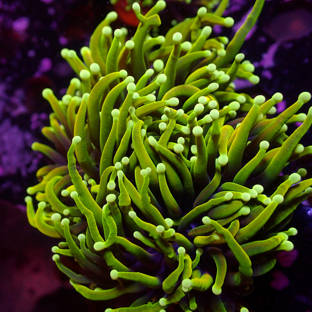 WYSIWYG Fathead Dragon Soul Torch Colony (2 Polyps) - Corals Anonymous