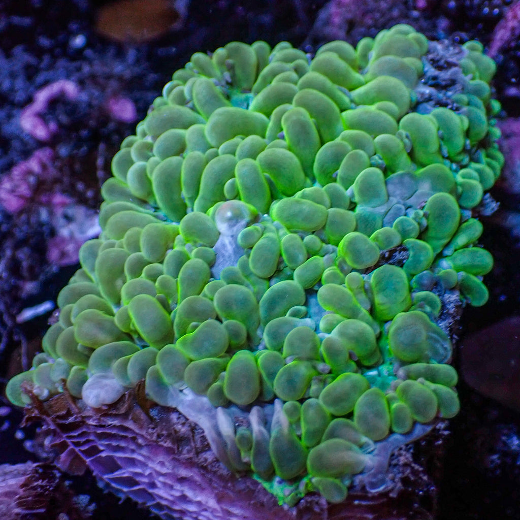 WYSIWYG Emerald Green Pearl Bubble Coral (1-2") - Corals Anonymous