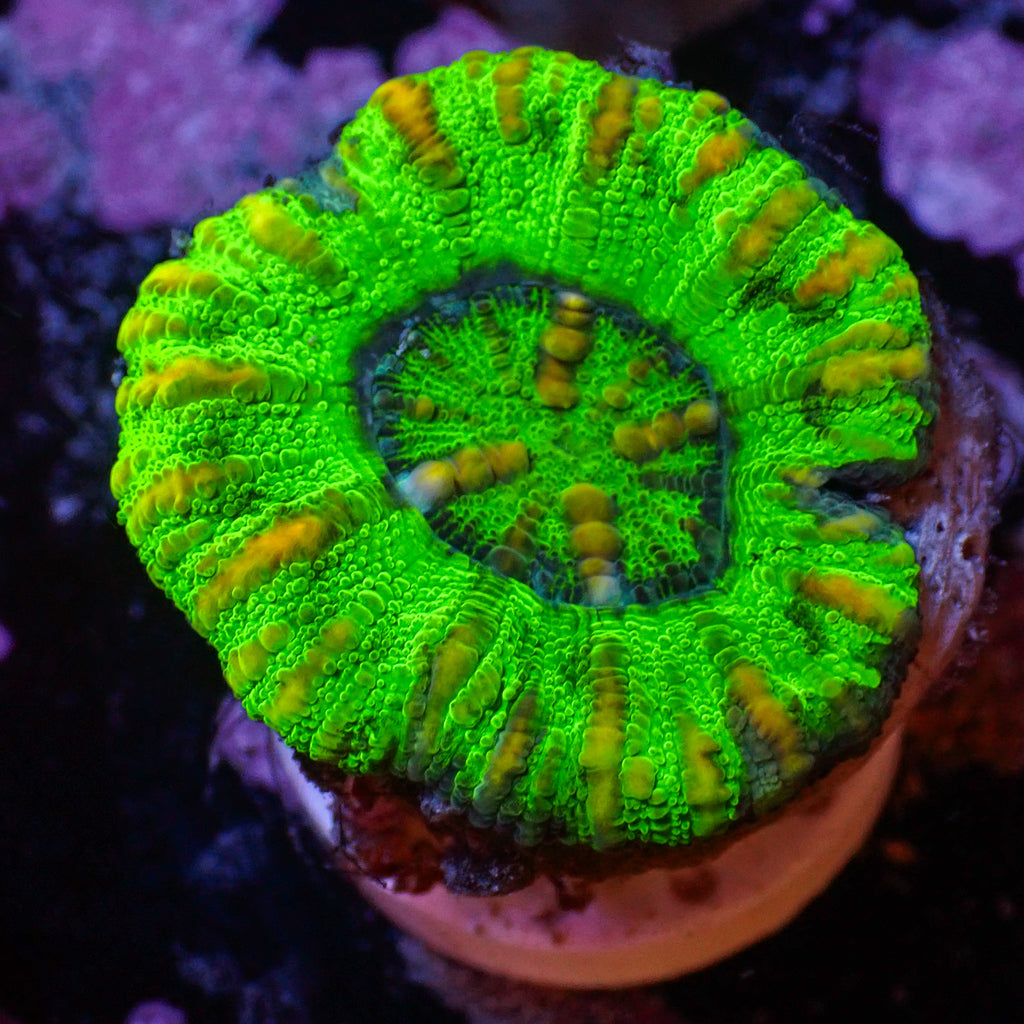 WYSIWYG Aussie Button Scoly (0.5-1") - Corals Anonymous