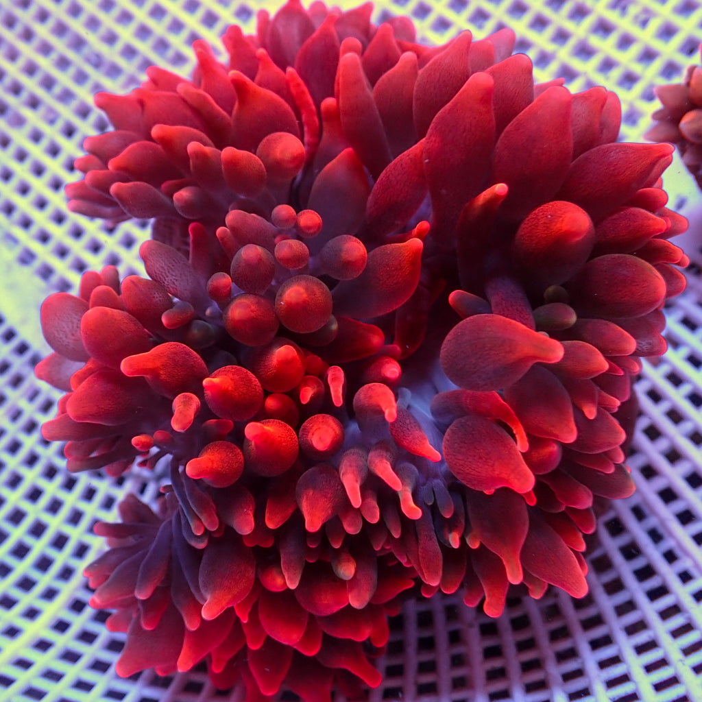 WYSIWYG CA Red Devil Bubble Tip Anemone (4-5") - Corals Anonymous