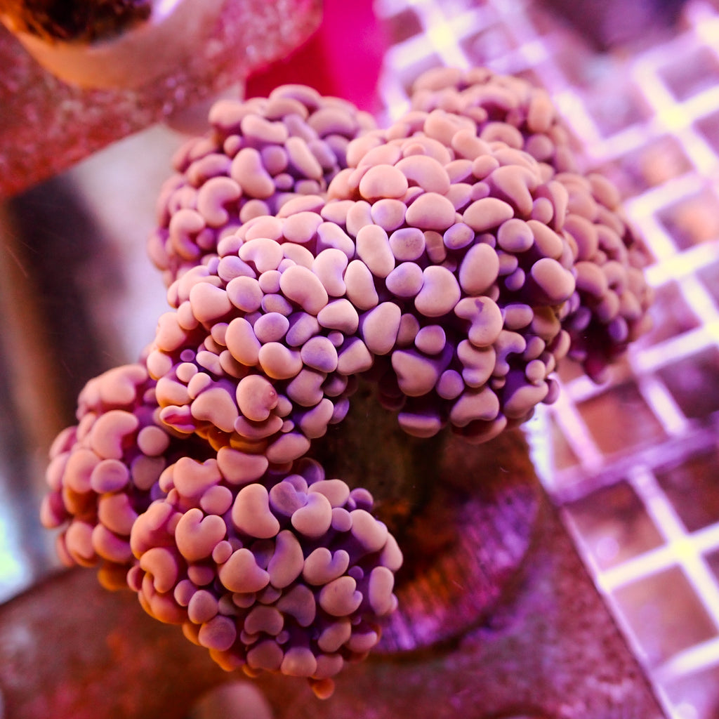 WYSIWYG Rose Gold Hammer Colony (6 Polyps) - Corals Anonymous