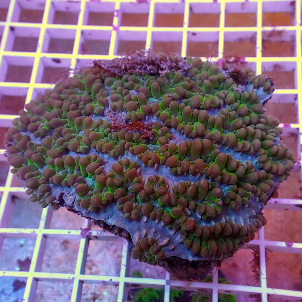 WYSIWYG Rainbow Pearl Bubble Coral (3-4") - Corals Anonymous