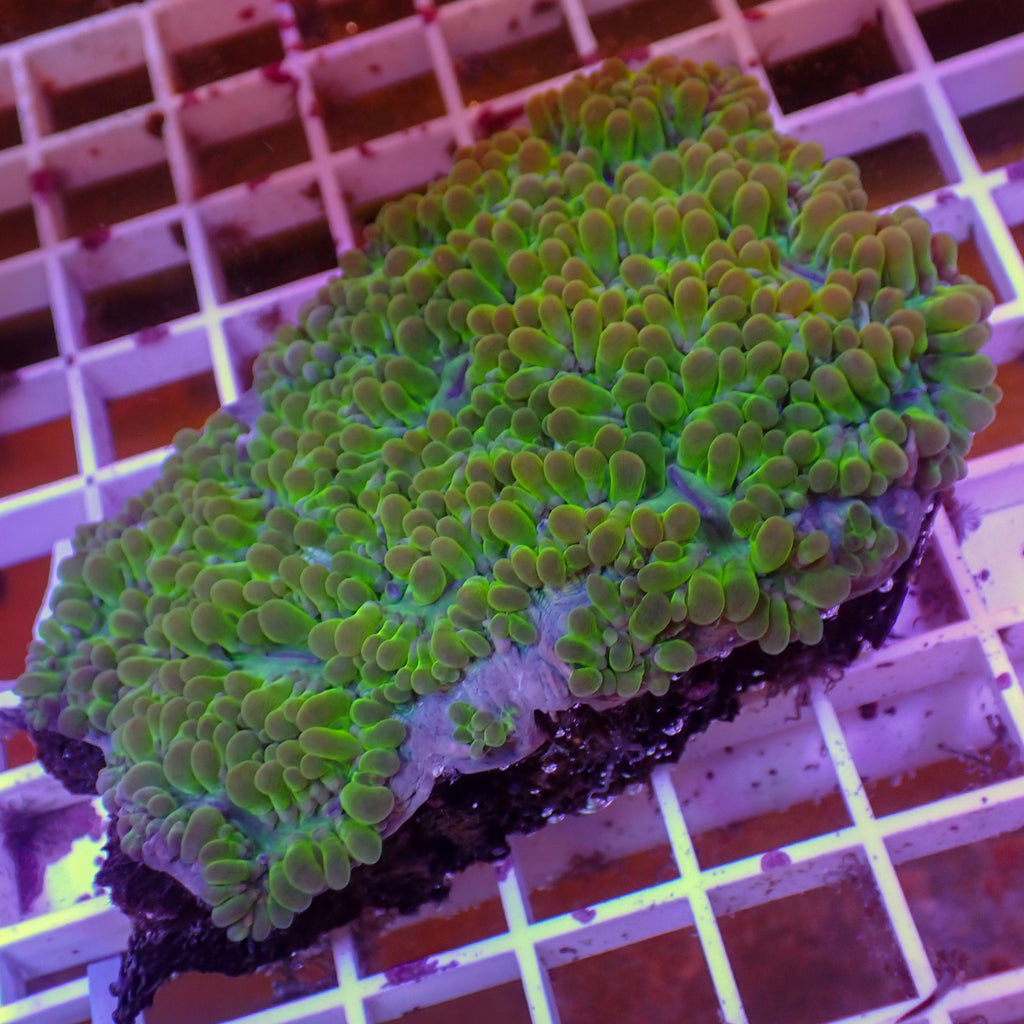 WYSIWYG Emerald Green Pearl Bubble Coral (3-4") - Corals Anonymous