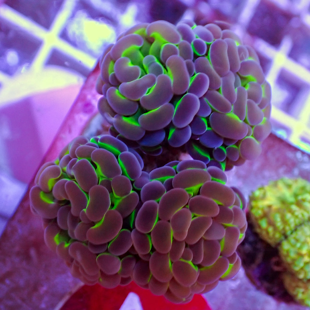 WYSIWYG Purple Tip Hammer Colony (4 Polyps) - Corals Anonymous