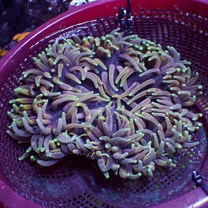 WYSIWYG Nebula Rainbow Long Tentacle Anemone (6-8")