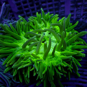 WYSIWYG White Stripped Long Tentacle Anemone (4-6")