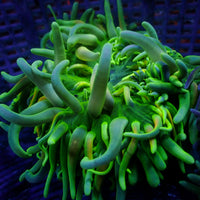 WYSIWYG Electric Shock Long Tentacle Anemone (5-7")