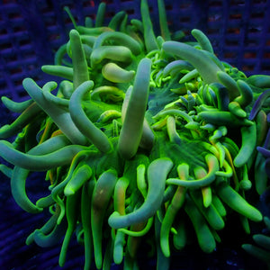 WYSIWYG Electric Shock Long Tentacle Anemone (5-7")