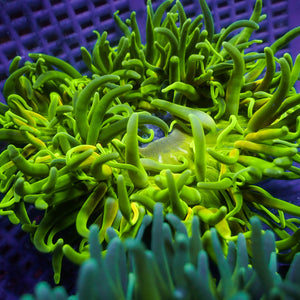 WYSIWYG Yellow Thunder Long Tentacle Anemone (5-7")