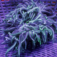 WYSIWYG Purple Green Zebra Long Tentacle Anemone (4-6")