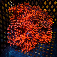 WYSIWYG XL CA Red Devil Bubble Tip Anemone (5-7")