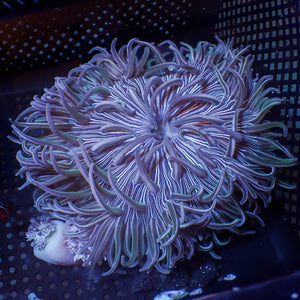 WYSIWYG XL Zebra Long Tentacle Anemone (4-6")