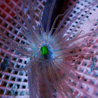 Space Trance Tube Anemone